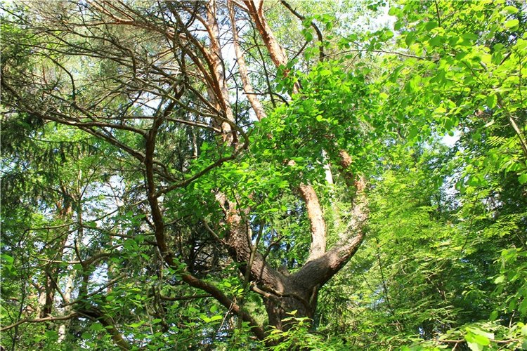 "Троицкие гуляния" в Василёво, 2019 год, заключительная часть. Архитектурно-этнографический музей под открытым небом Василёво