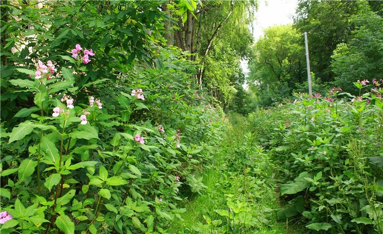 Июльское путешествие в Старицу, продолжение