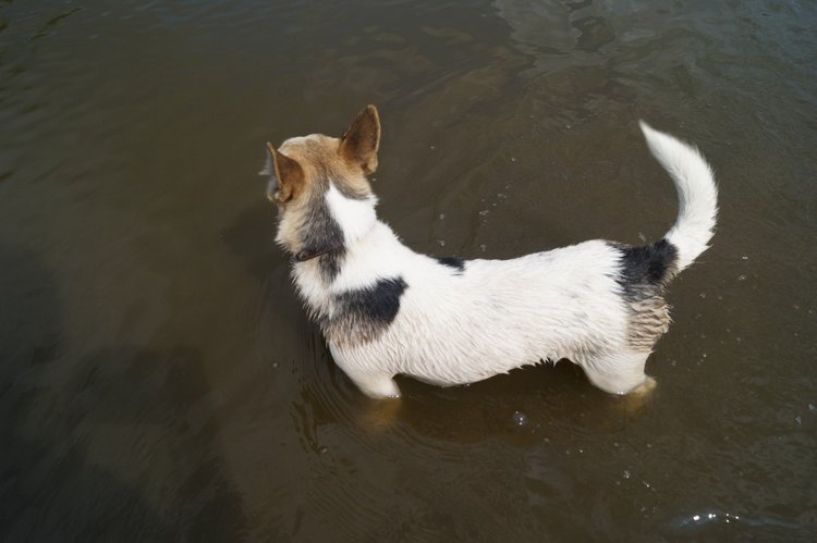 За хорошими эмоциями с семьёй на речку