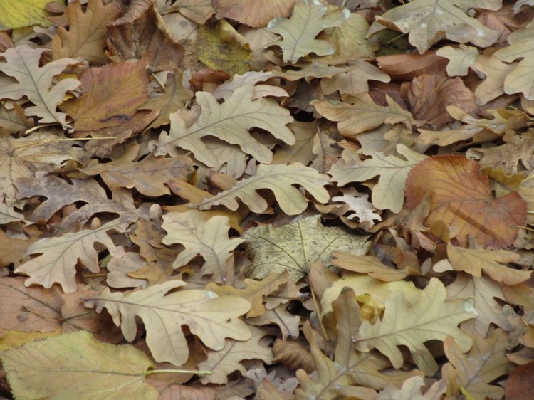 Полная корзинка — Куклы Takara Tomy (Такара): Licca (Ликка)