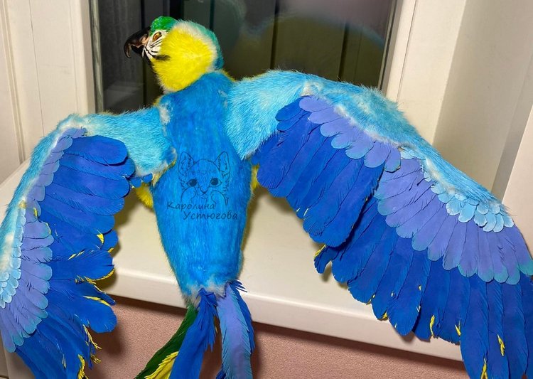 Попугай Ара. Желто-голубой (фото 6)