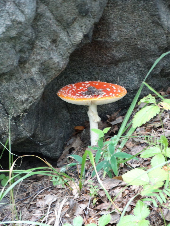 Каменный остров. Поездка с БЖД куколкой от Лиликэт (фото 5)