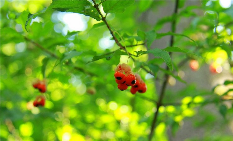 Августовская прогулка в Берново. Zwergnase Mischa