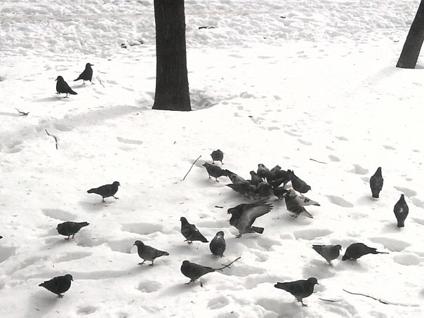 1 апреля — Международный день птиц