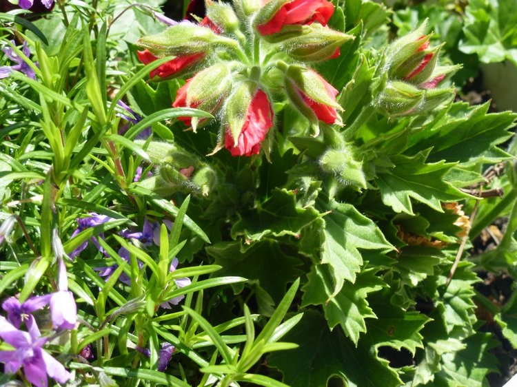 Сочи-Адлер: Южное Взморье - Мои любимые куколки на отдыхе