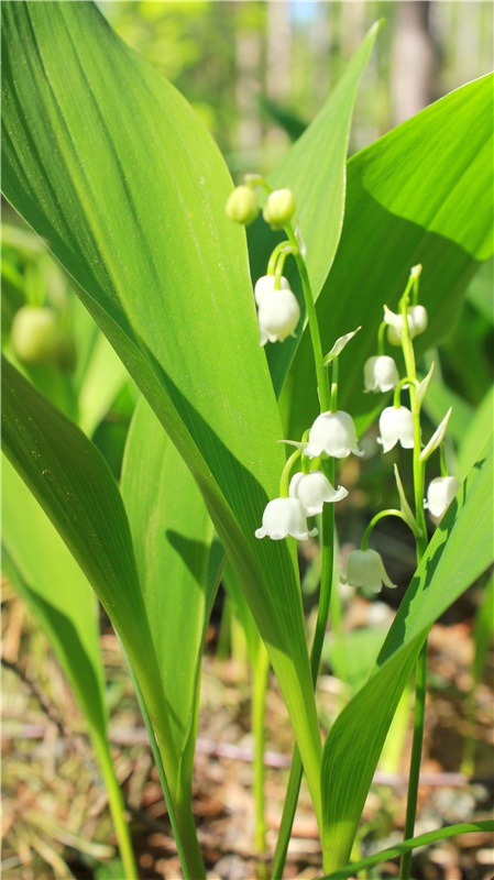 Ландыши - Светлого мая привет (фото 5)