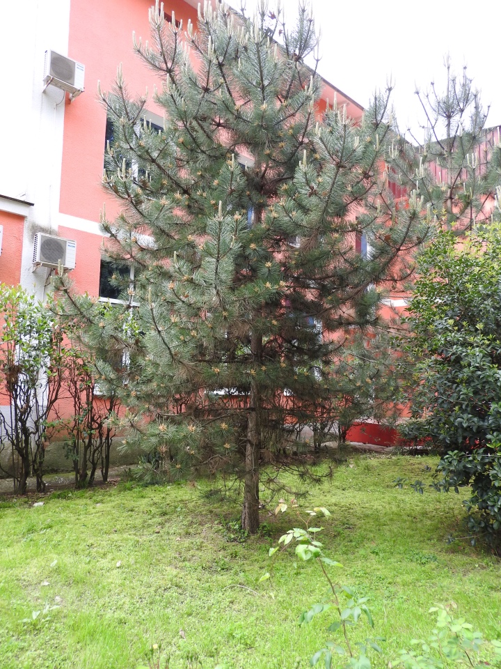 Сочи-Адлер: Южное Взморье - виртуальное путешествие по территории санатория