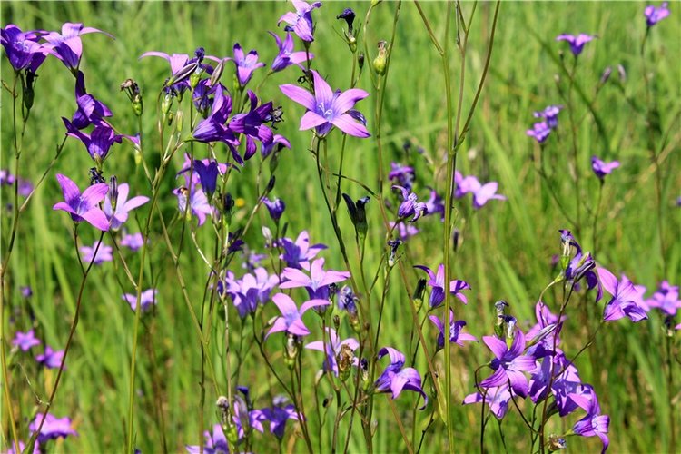 Малиновый Июнь, продолжение. BJD Gigi от Meadow Dolls