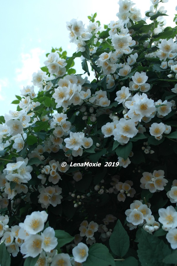 Ангел нашего сада — Куклы Kidz'n'Cats (Соня Хартман): шарнирные 46 см