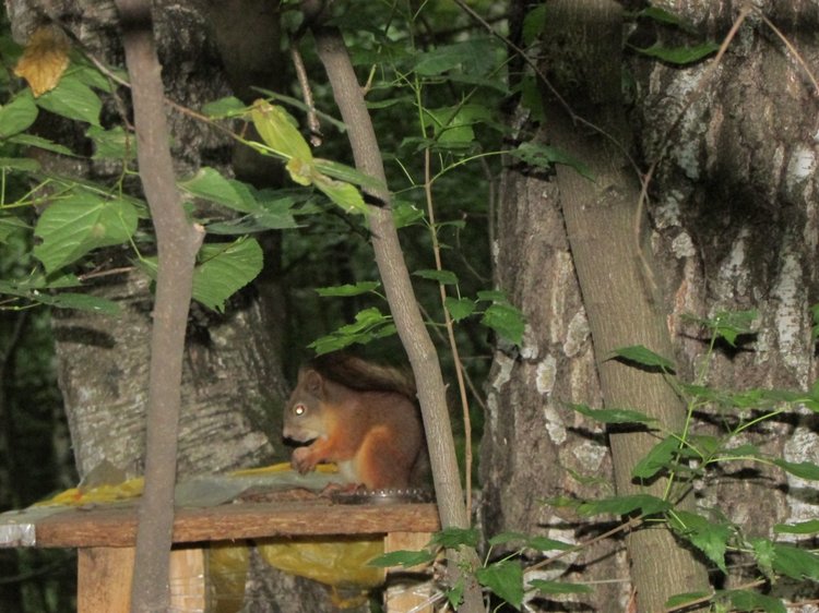 Веселое путешествие по Парку Измайлово