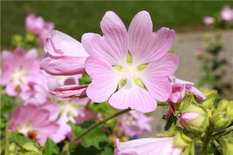 Любимая Старица. Свято-Успенский мужской монастырь