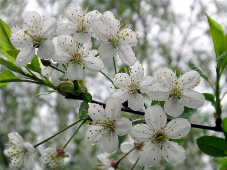 Просто Весна — Красивая природа и цветы: фото пейзажей