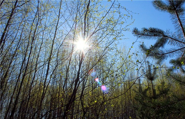 Прогулка Софи. Lati HoneyBee New Mystic Sophie | Бэйбики Прогулка Софи. Lati HoneyBee New Mystic Sophie (фото 9)