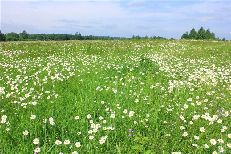 Ромашковый Июнь — Куклы Meadow dolls (Медовушки): BJD (БЖД)