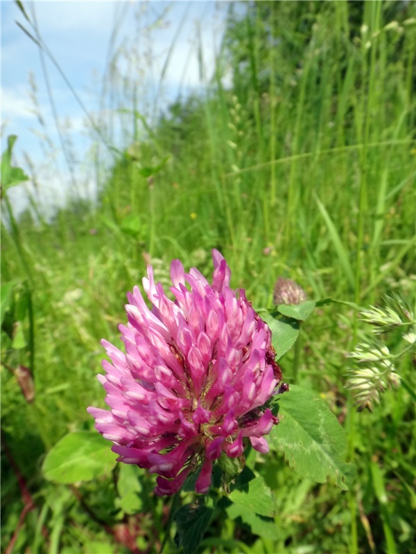 Ромашковый Июнь — Куклы Meadow dolls (Медовушки): BJD (БЖД)