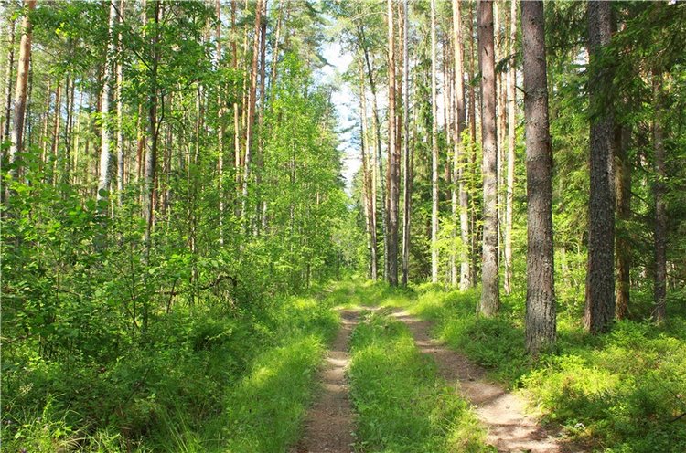 Путешествие Эли на красивый берег реки Волги