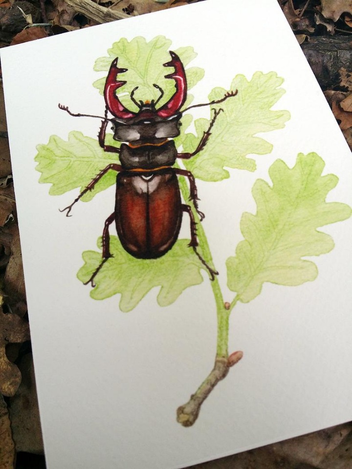 SnailMaidenStudio - Акварельные иллюстрации маленьких живых существ