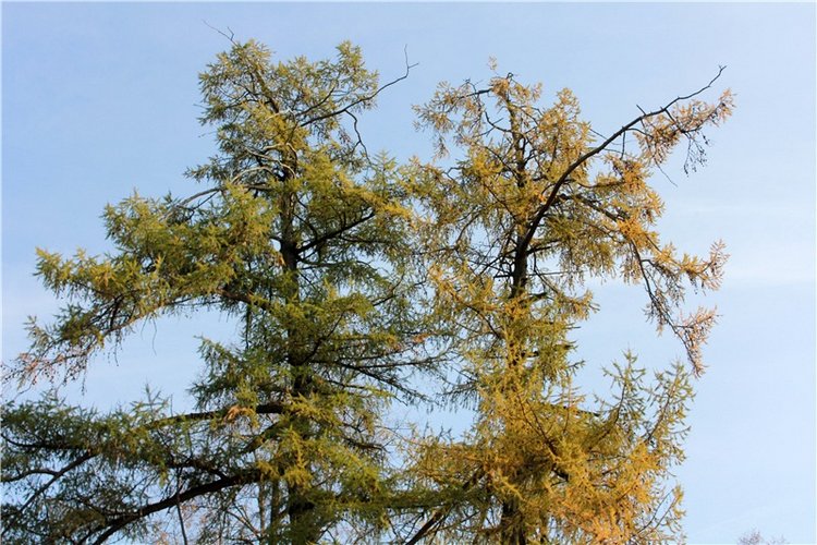 Путешествие Dal Hangry в Грузины