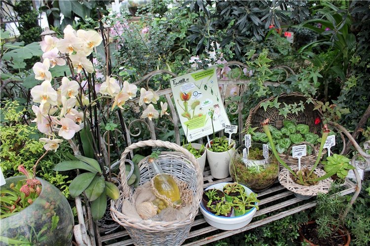 Тверской Ботанический Сад, продолжение | Бэйбики Тверской Ботанический Сад, продолжение