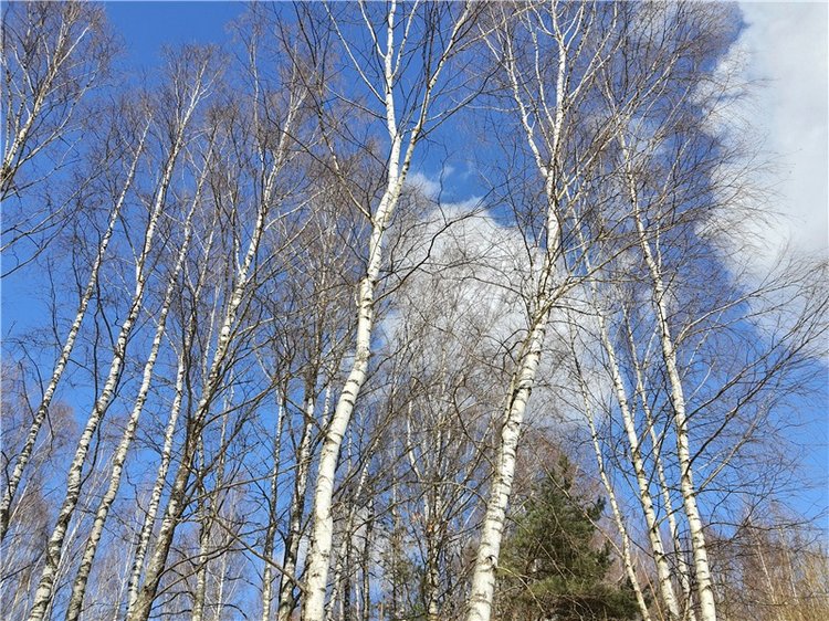 Весна в "Саду Камней" | Бэйбики Весна в "Саду Камней" — Куклы Meadow dolls (Медовушки): BJD (БЖД)