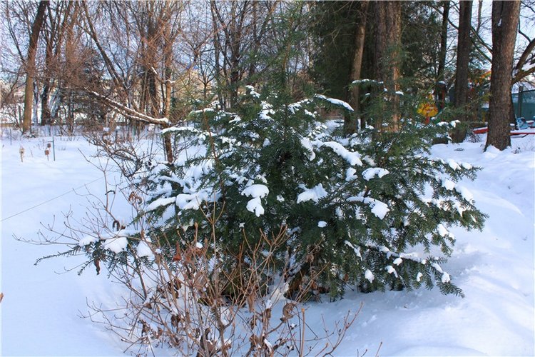 Тверской Ботанический Сад, заключительная часть