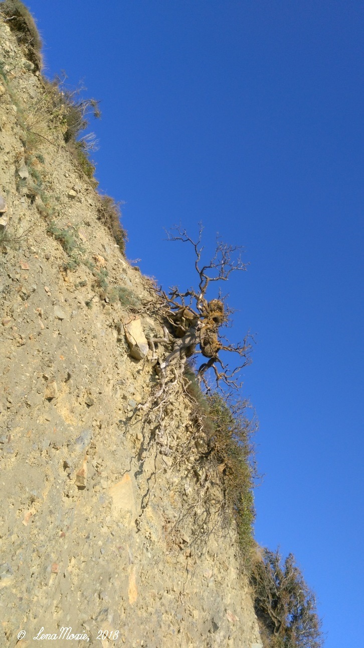 Kidz' тур. Юлино лето — Куклы Kidz'n'Cats (Соня Хартман): шарнирные 46 см