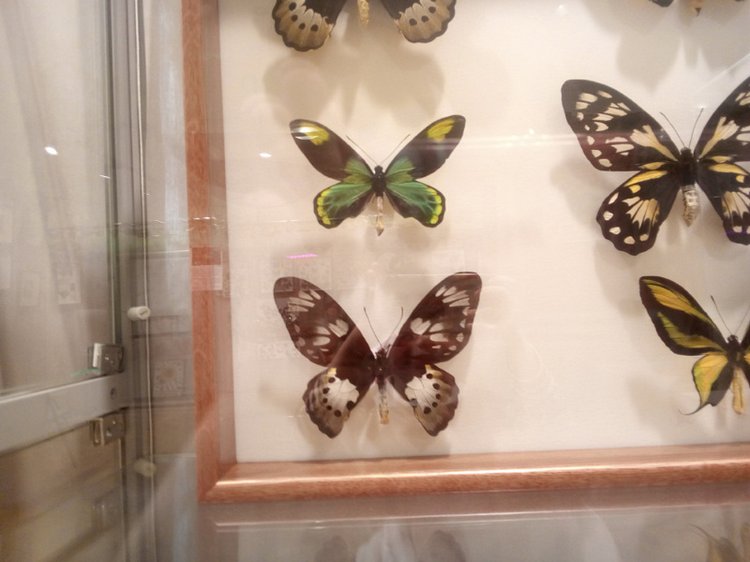 Живые цветы — Болталка и разговоры обо всем: жизнь (фото 8)