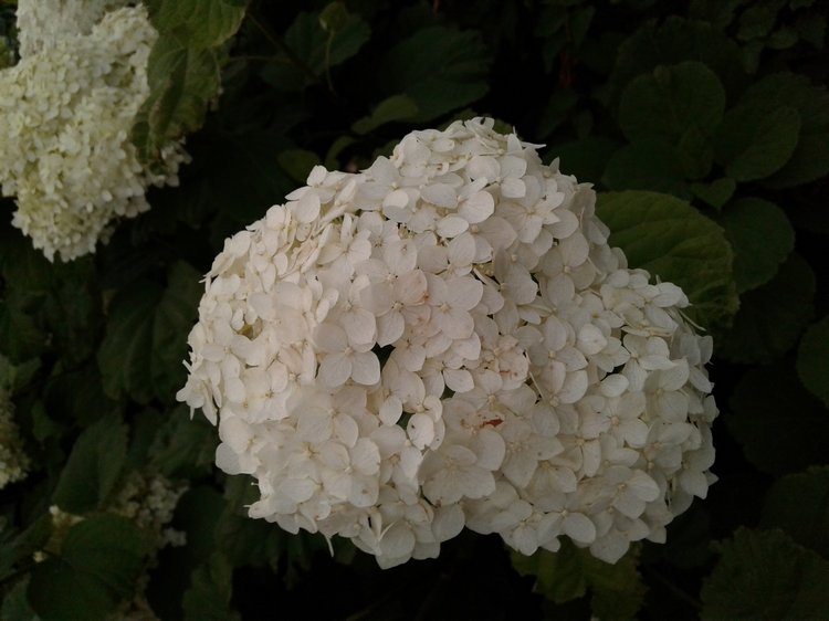 Прогулка... или свидание?! Центральный парк и цветы