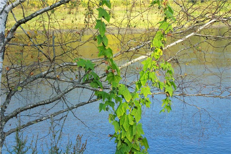 Нийя. Воспоминание об осени, Чукавино, Эко-Лэнд
