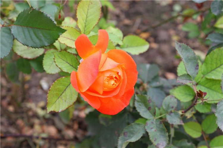 Старица, Музей фарфора — Фарфоровые статуэтки и фигурки: винтаж