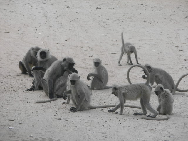 Сказочная Индия — Туризм и путешествия: фотоотчеты из поездок