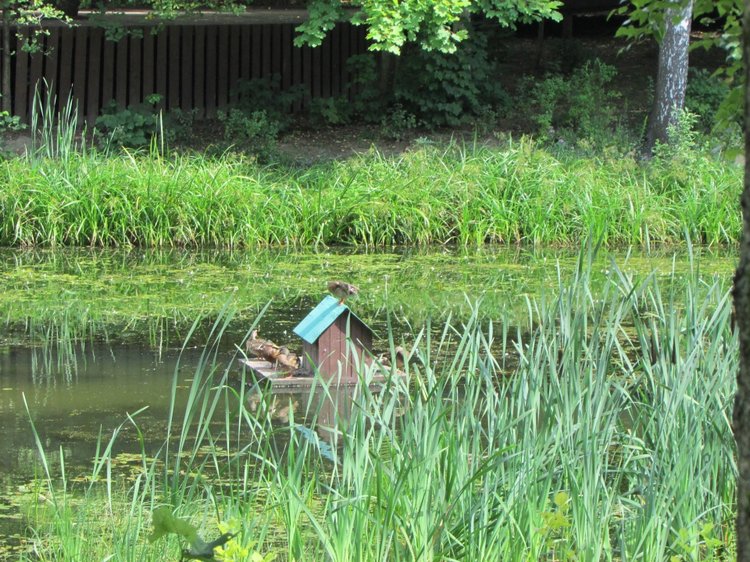 Малышня на прогулке в Бирюлёвском дендропарке (фото 7)