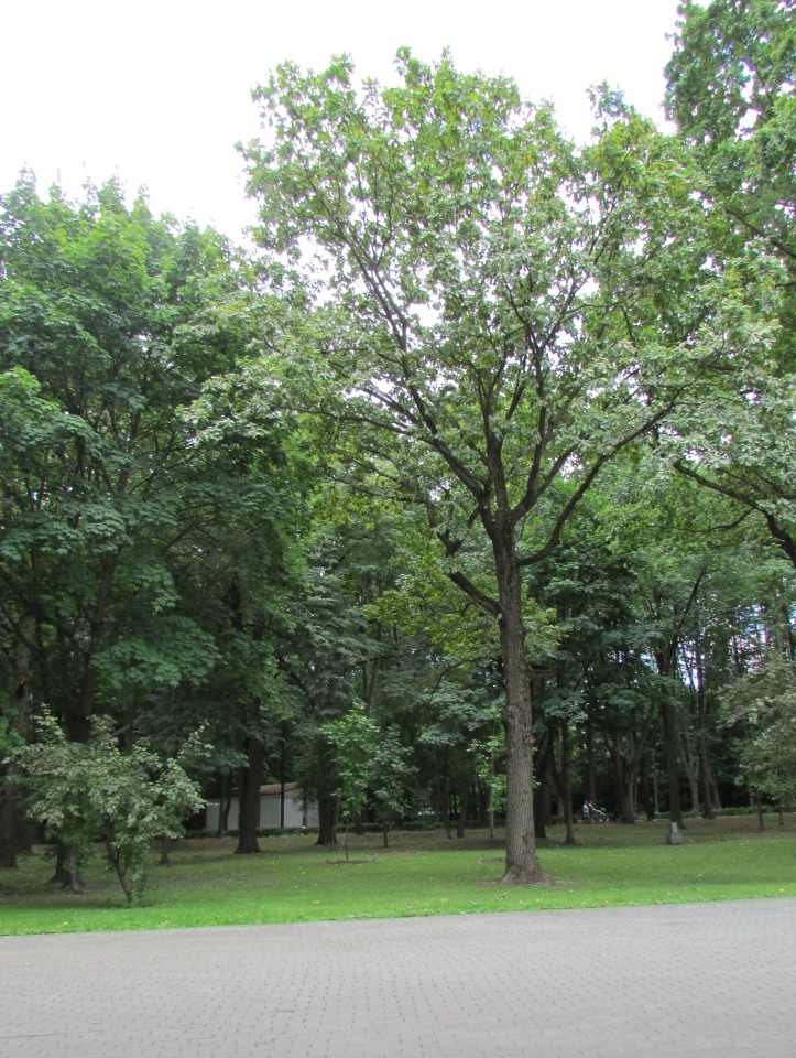 Моя кукольная семья на прогулке в Измайловском Парке