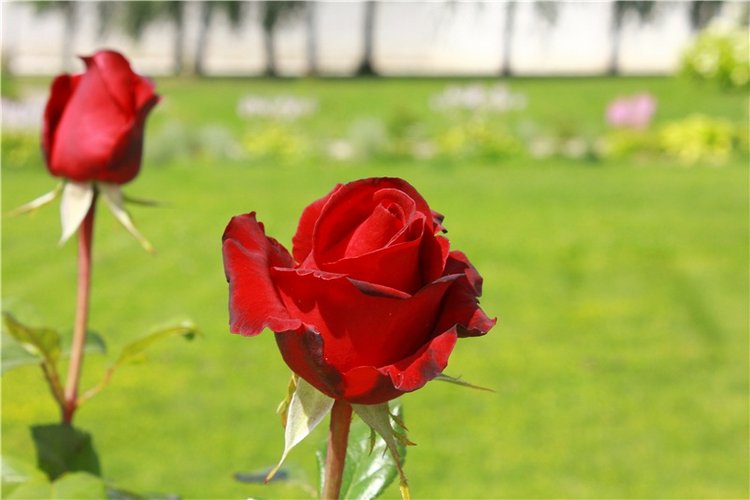 Любимая Старица. Свято-Успенский мужской монастырь