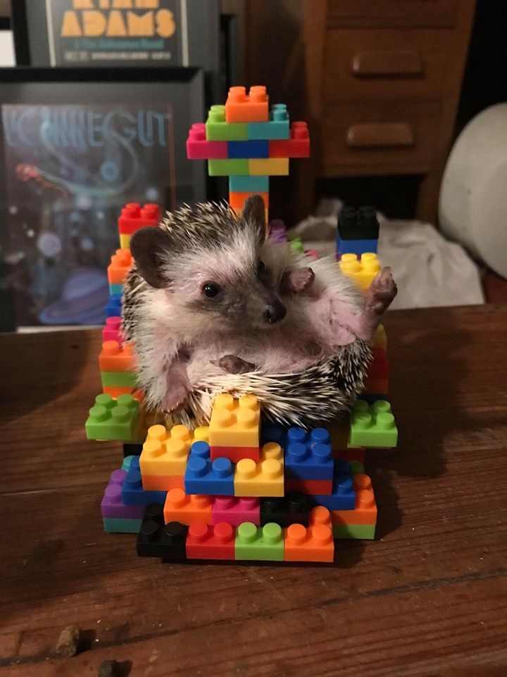 Любительские фотографии Ежей (выпуск 1) | Бэйбики Любительские фотографии Ежей (выпуск 1)