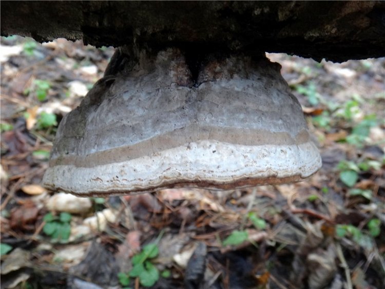 23 февраля - расцвели синие подснежники