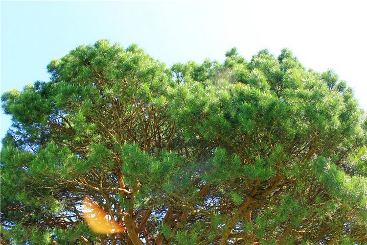 Иванишинская сосна — Культура