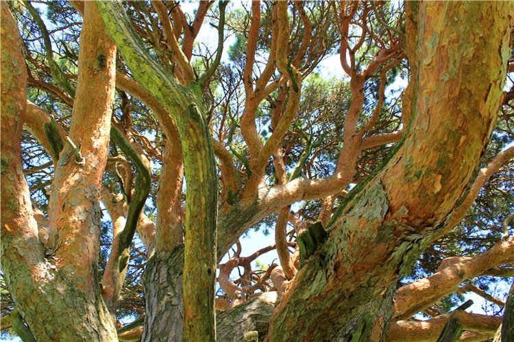 Иванишинская сосна — Культура