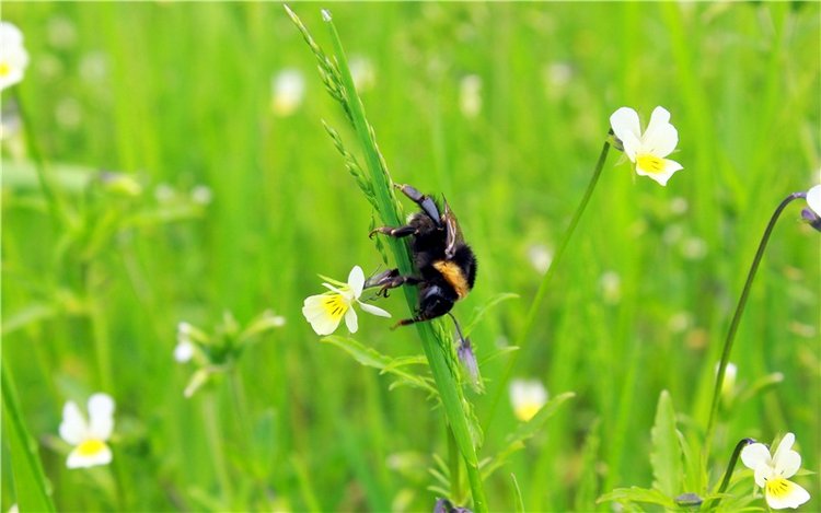 Солнечное поле. Twinkles Ella Chocolate
