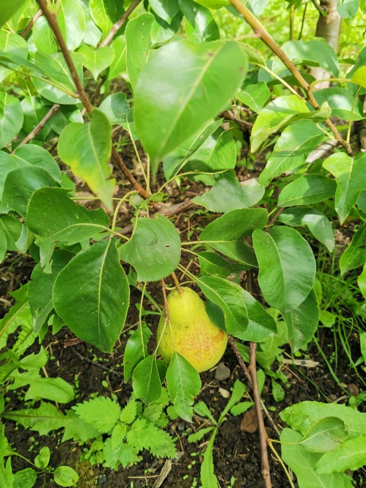 Последние денечки лета.... Совенок Желточек, дача и другие дачные жители