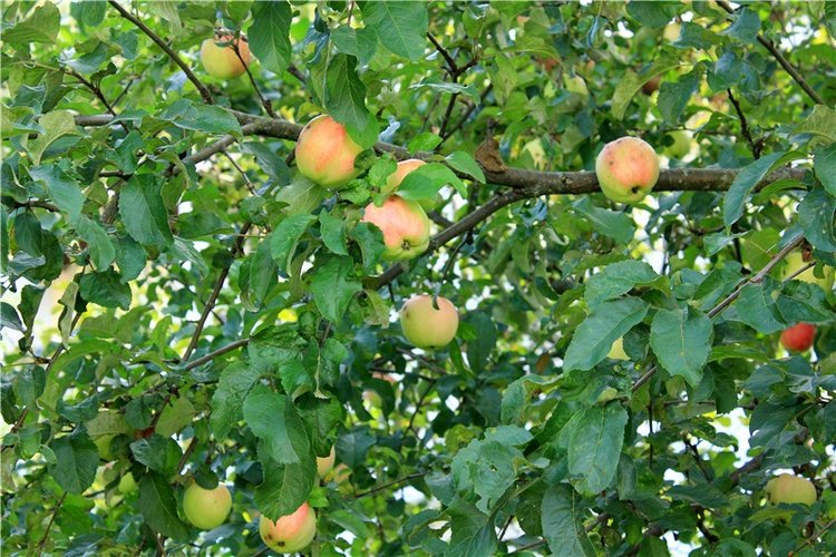 Сентябрьское путешествие в Старицу. Старицкий Свято-Успенский Монастырь (фото 5)
