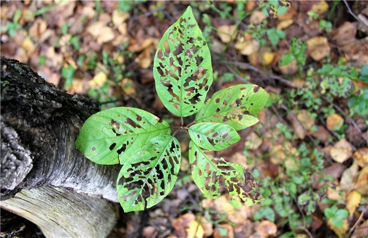 Имани. Прогулка в осенний лес. Mini Imani от Kaye Wiggs