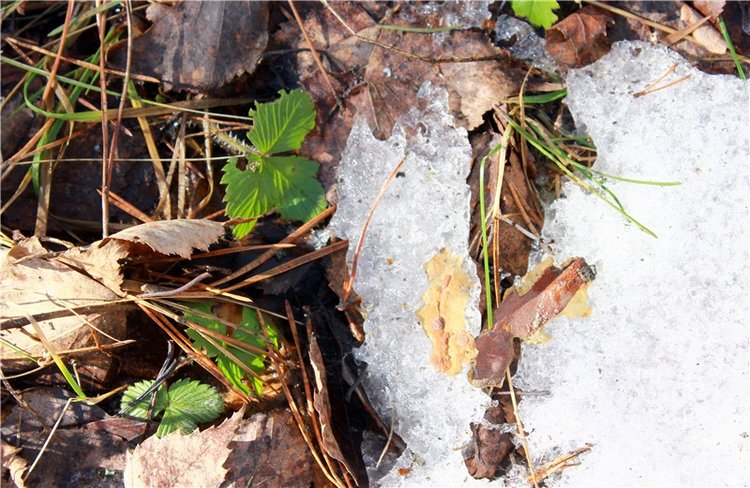 Весна в "Саду Камней" | Бэйбики Весна в "Саду Камней" — Куклы Meadow dolls (Медовушки): BJD (БЖД)