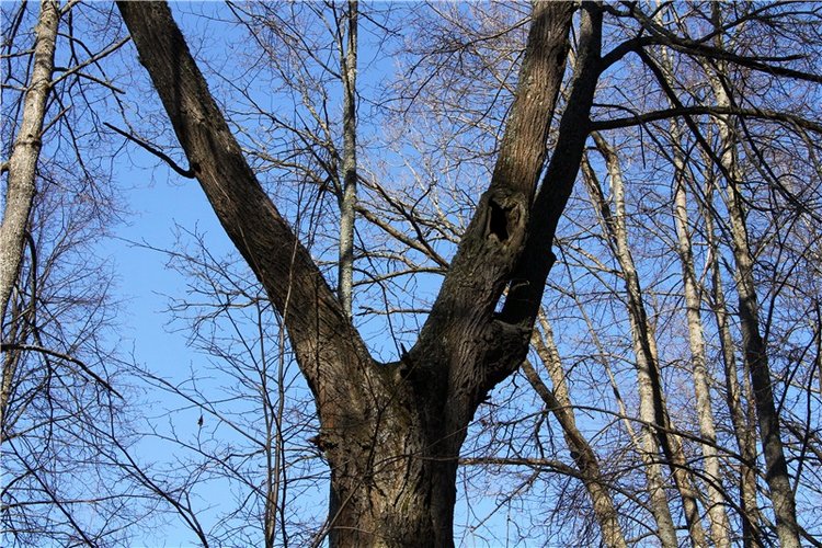 Апрельский день в Василёво, заключительная часть