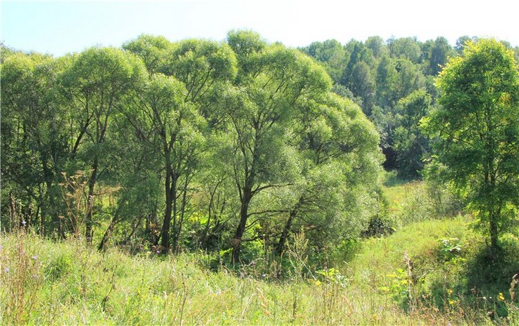 Старицкая Швейцария. Путешествие Мии. Minifee Miyu FairlyLand | Бэйбики Старицкая Швейцария. Путешествие Мии. Minifee Miyu FairlyLand