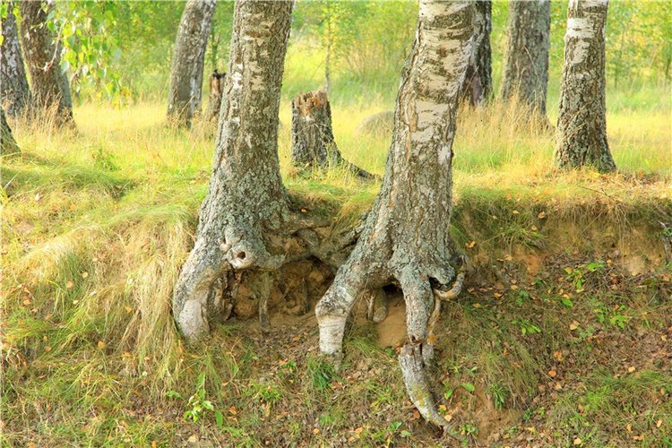 Старицкая Швейцария. Старицкие пещеры, д. Толпино