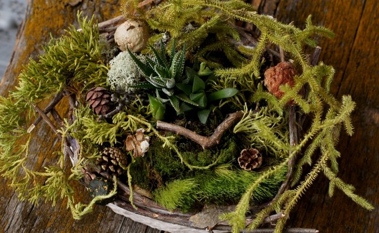 Кусочек природы в доме — Другие хобби и увлечения: сад