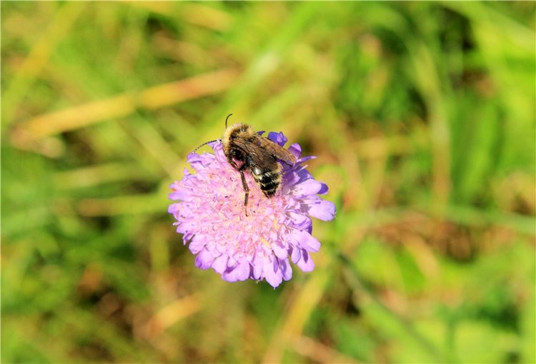 Нийя. Воспоминание об осени, Чукавино, Эко-Лэнд