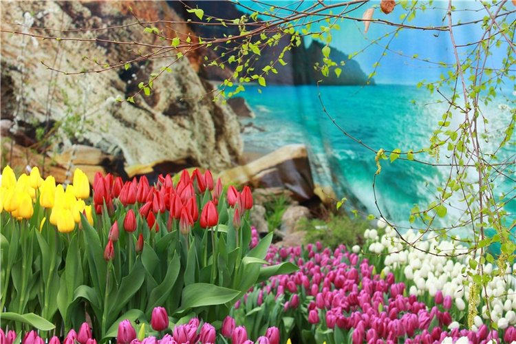 Тюльпановый Рай, продолжение. Выставка тюльпанов в Твери. Mini Layla elf Sunkissed skin от Kaye Wiggs (фото 7)