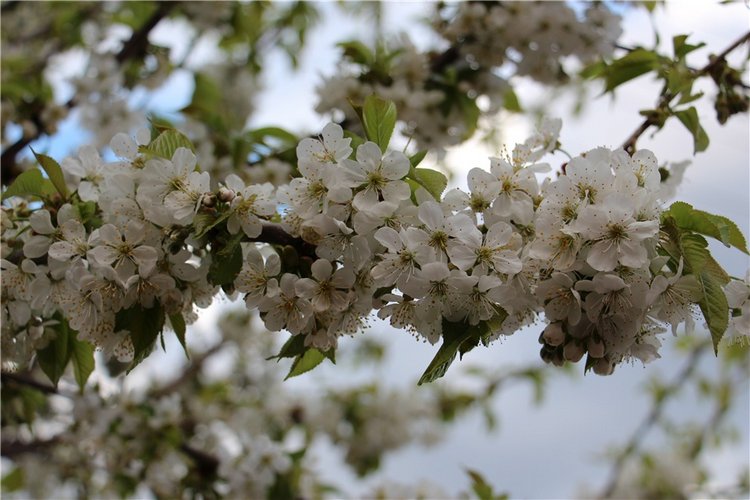 Один раз в год сады цветут